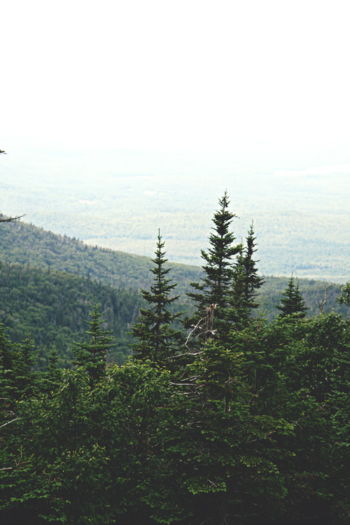 calms:  nature/vintage blog