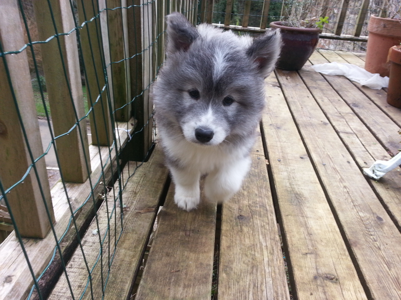 wolfmarkz:  More Huskamoyed pics - too cute for words! 