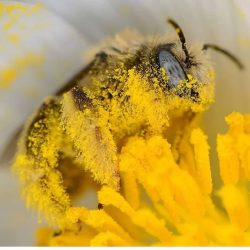 awwcutepets:Highly successful honeybee