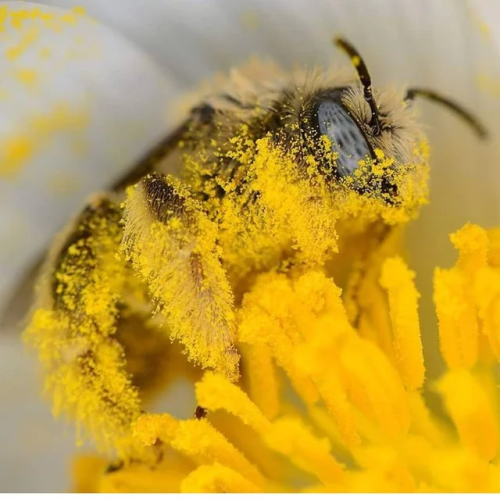 shermansky: dubious-crow: awwcutepets: Highly successful honeybee Absolutely off the shits Lost in