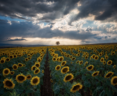 Sunflower sunsets ( Radomir valley | Bulgaria ) by Emil Rashkovski