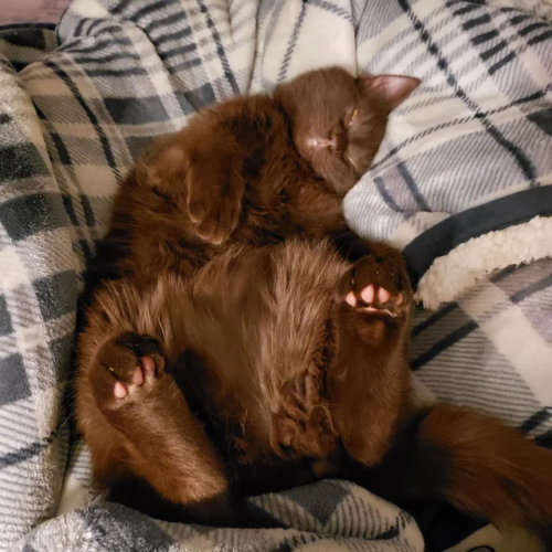 I've Been Told I Look A Bit Like A Cat, And Give Playful Cat Vibes So...