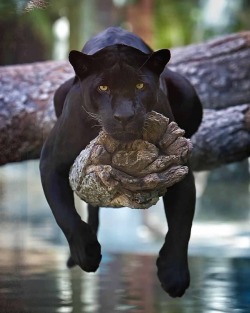 awwww-cute:  Black Panther (Source: https://ift.tt/2r7Tivs)