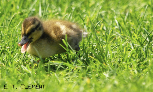 feministengineer:I have a thing for photographing little ducklings