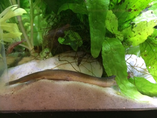 How To Loach:Why rest upright? More fun to Look Dead!