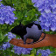 ratfantasy-sims