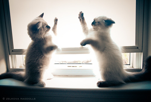 patty cake ragdolls by *venomxbabyThese two are simply hilarious. Lacie claimed the windowsill, but 