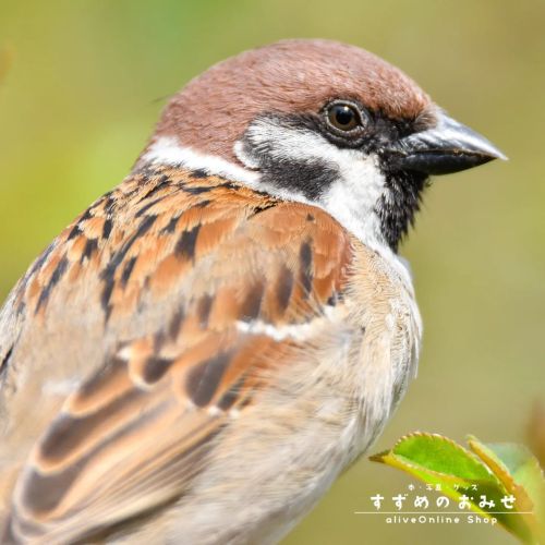 美味しいものがたべたいな#ちゅん活 #スズメ #sparrow #写真 #photo #photography #癒やし #healing#cutebird #instagramjapan #