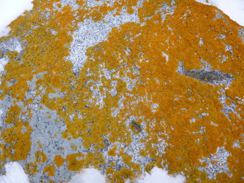 Some VERY GOOD lichens and a few bits of moss that I saw on the lake yesterday.