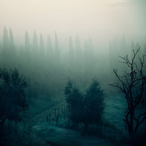 metaphoricallanguage: Into the mystic by IrenaS on Flickr.