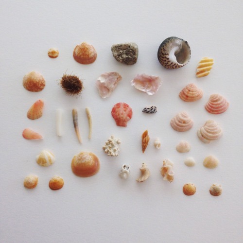 assortedniknaks:seashells, southern spain