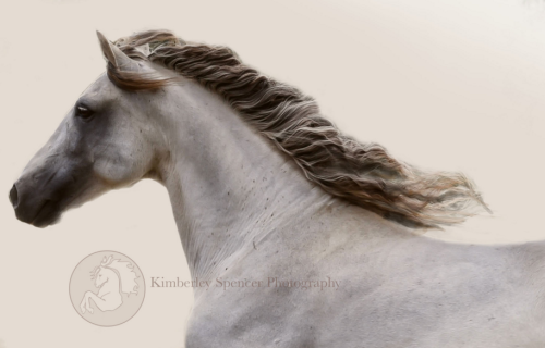 (2) Kimberley Spencer is an artist showcasing horses and people. Her outstanding work offers various