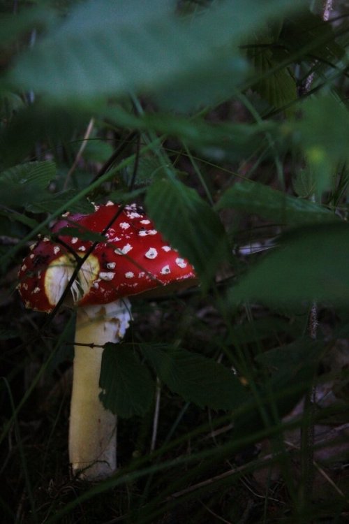 thedruidsteaparty: Toadstool by Marikotastic