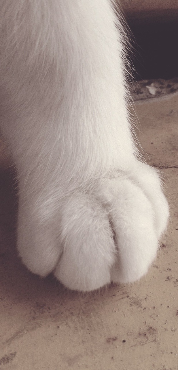 wearentinthecrowd:  The Internet is obsessed with cats/their paws so here is kind
