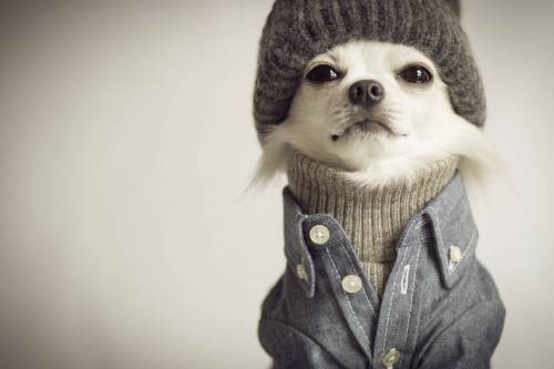 adreamdeferred:  sonypraystation:  why this dog dressed better than me  dog fresh as fuck. 