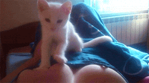 void-dance:  laceepaperflowers:  Cats are essentially tiny, furry, sassy lesbians.