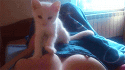 redrule:  toshiibaby:  Best. Gif. EVAAAA!!!!!  I get slapped when I try that !