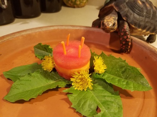 My Tortoise Ozzy Just Had Her 4th Birthday, So I Made Her A Watermelon And Cantaloupe Layered Cake With