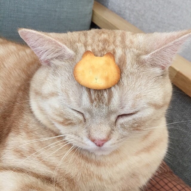 1amgirl: dooboo_cat