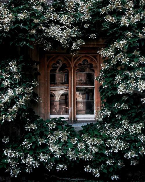 floralls:Oxford, Oxfordshire by Alixe Lay