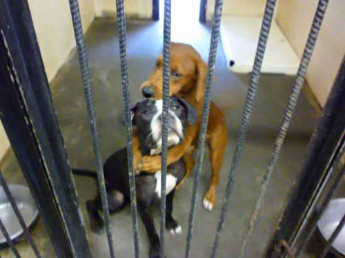 blazepress:  These Shelter Dogs Were Hours from Certain Death, Until They Shared a Hug Together