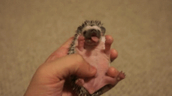 cuteness–overload:Baby hedgehog yawningSource:
