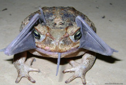 sixpenceee:  A park ranger, Yufani Olaya in northwest Peru got a surprise when he encountered a toad with something in its mouth. This something happened to be a bat. This is probably the first photographed record of a cane toad eating a bat. (Source)Here