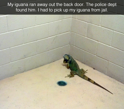 rate-my-reptile:Dat Boi Finally Gome to Primsom for The crime He Has Comminted.