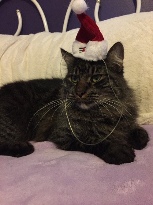 My cat President Theodore Roosevelt (Theo) kinda likes Christmas. He’s like my baby.(submitted