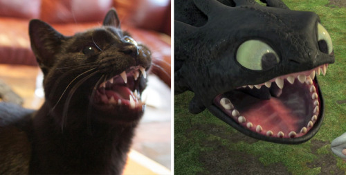 therealbucky05:pr1nceshawn:Cats or Toothless!?@jeni2727 @likingthistoomuch