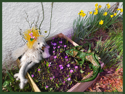Thrilled by its encounter with the first daffodils that it had ever seen, the little green dragon be