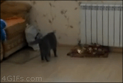 inkedshipsandredlips:  unimpressedcats:  IS THAT SOMEONE AT THE DOOR? I’LL GET IT  What omg hahahaha 