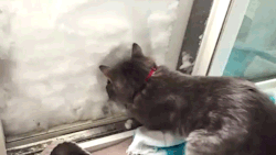 sizvideos:  Cat builds an igloo - Watch the