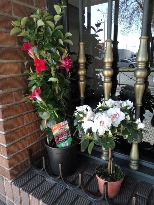 6/Mar/2016There was a flower sale at a nearby market, I couldn’t resist bringing these two cuties ho