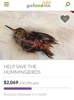 puethar-petblr: puethar-petblr:   -HELP SAVE THE HUMMINGBIRDS-  “Many people are unaware of the harmful effects that the red dye in the store bought nectar has on these tiny birds.  It leads to kidney failure and eventual death.  We are taking donations