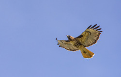 glowworm6:  Red-tail Hawk flying to heaven Yakima Canyon 16 April 2016 