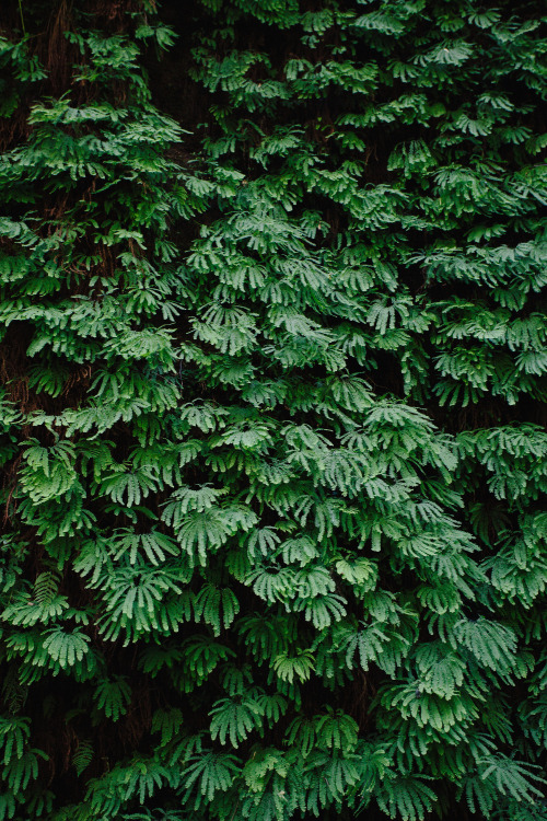 kasieisdell:  Fern Canyon California   I need to remember about the beautiful things.Like imagining the dance those green ferns make when the wind moves through them.I need to remember.