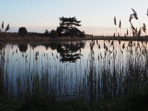 Evening at Holkham.April 2022