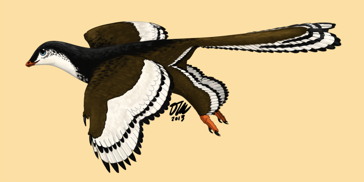 perpetualartistsblock:
“ My first finished commission, courtesy of prehistoric-birds!
Here we have an Archaeopteryx showing off all the little details we know about it now, including the leg feathers, the black-tipped wing feathers, and the V-shaped...