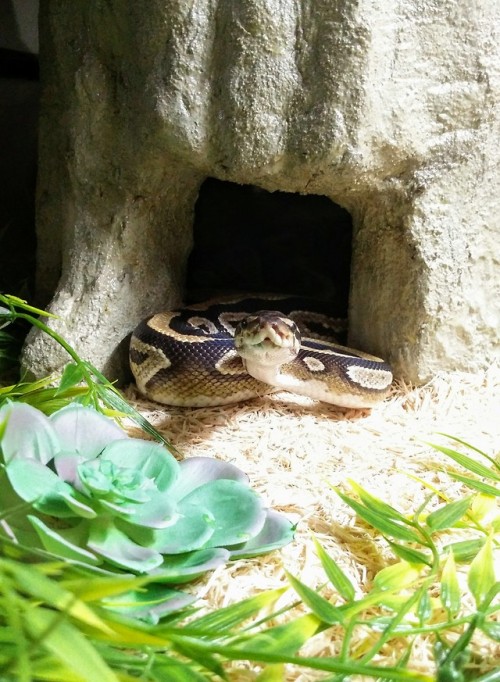 Andromeda emerges from her cave to greet you!