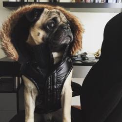 Minno 2016 #pug