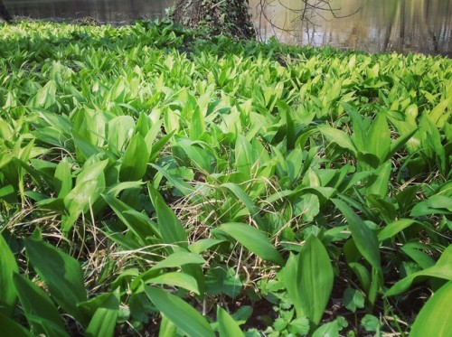 sailleengladelling:A good day in the woods :-) Wild Garlic - Ramsons. I love Spring!