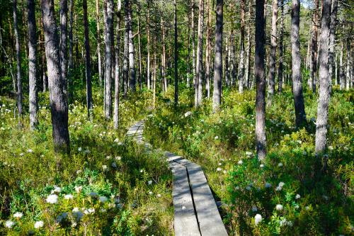 expressions-of-nature:Lahemaa National Park, Estonia by Maksim Shutov