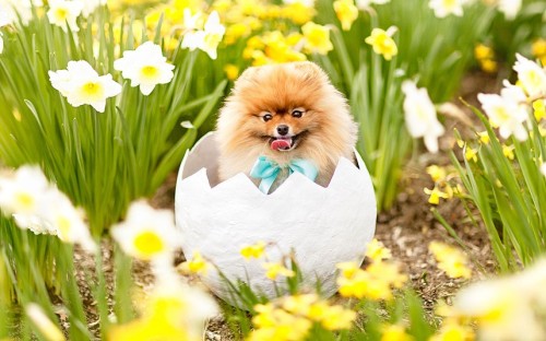 Who’s up for an Easter egg hunt?