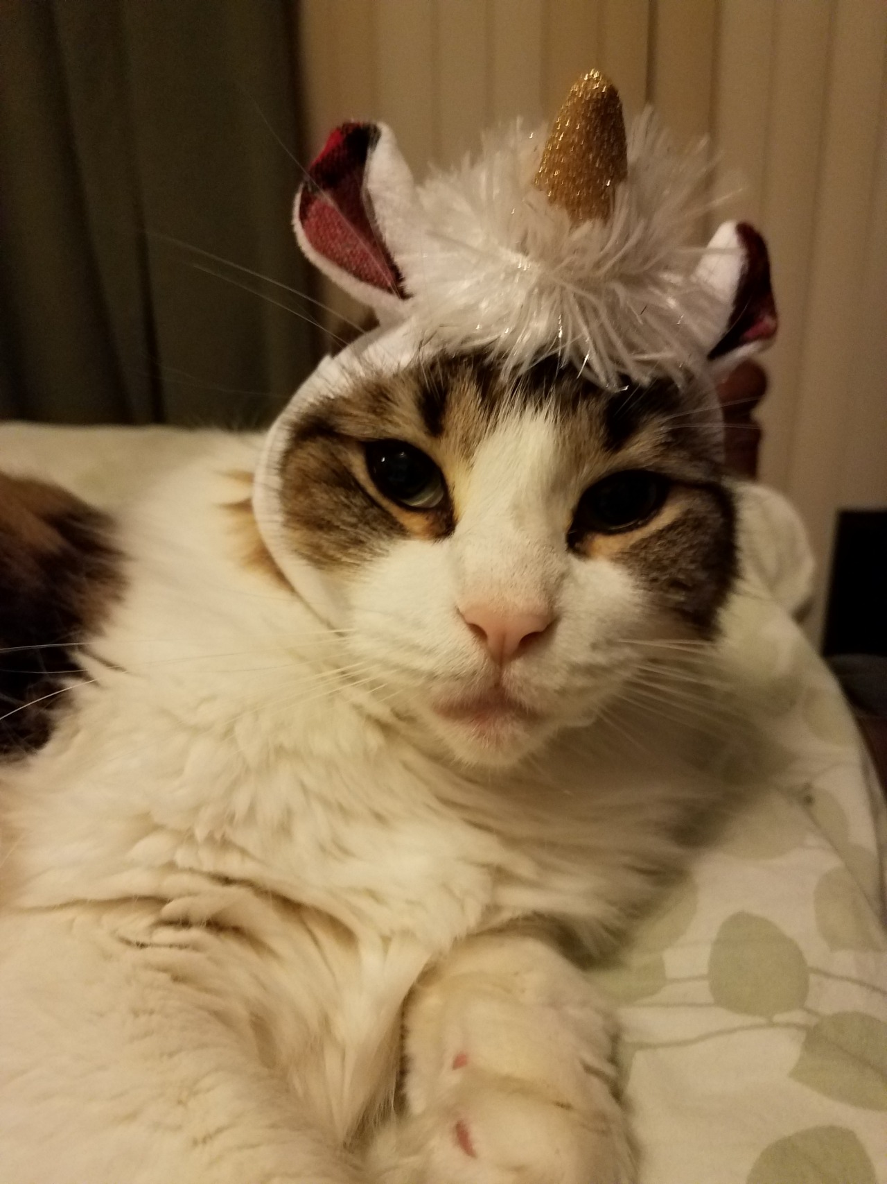 unflatteringcatselfies:  Feyd just gave up on moving. Galifrey, pretty pretty princess