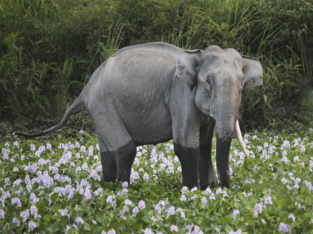 twofacedsheep: A one tusked Asian Elephant in Kaziranga National Park. Original Source.