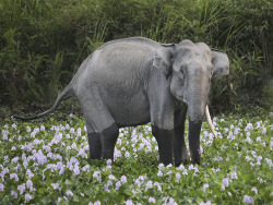 twofacedsheep:  A one tusked Asian Elephant in Kaziranga National Park. Original Source. 