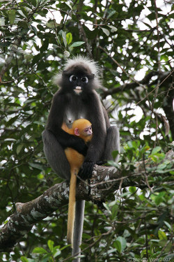 earth-song:  Mother and Child by garion  An adult female Dusky Leaf Monkey (Trachypithecus obscurus), also known as the Spectacled Langur, with an offspring in tow. The baby’s fur color is strikingly different from that of its mother. I was fortunate