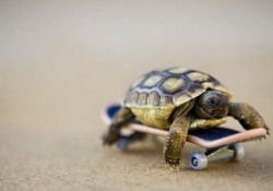 this turtle is going places