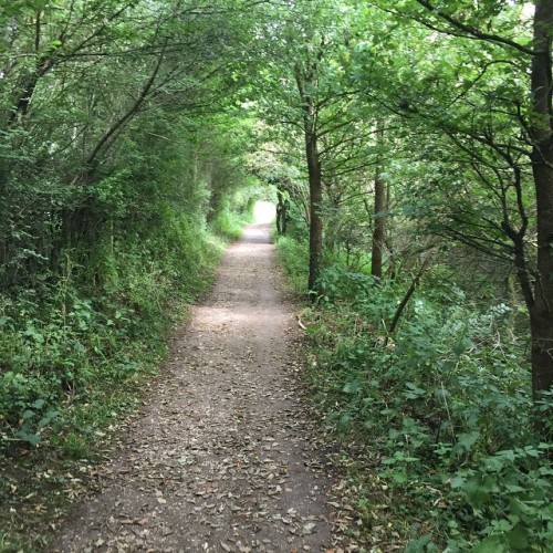 Into the woods. #walk #newbury #riverkennet #kennet #berkshire #walking #secretweddingblog #green #p